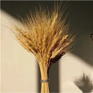 خوشه گندم طبیعی 50عددی
