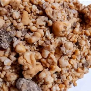 صمغ اوشق