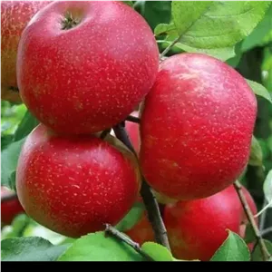 سیب خشک اسلایسی درجه یک 500 گرمی