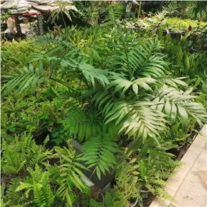 گیاه شامادورا