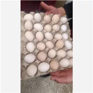 تخم مرغ طبیعی روستایی