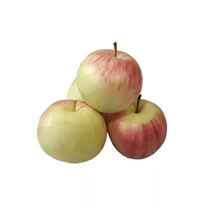میوه سیب گلاب ماتیکی عروس تازه اعلا خوشعطر و خوش طعم شیرین و آبدار درجه یک 