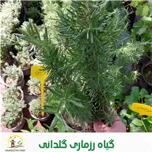 گیاه رزماری خوش بو و پرخاصیت 2عددی تازه و ارگانیک  2عدد