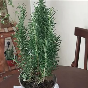 گیاه رزماری خوش بو و پرخاصیت تازه و ارگانیک  1عدد