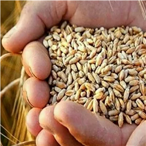 گندم مرغ 500 گرم