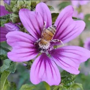 گل پنیرک یا خبازی خشک تازه تولید امسال 25 گرمی کاملاً ارگانیک 