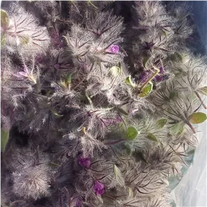 چای کوهی امسالی تازه
