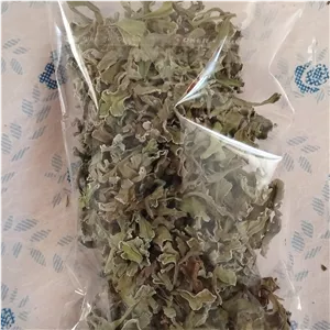 برگ گیاه انغوزه 