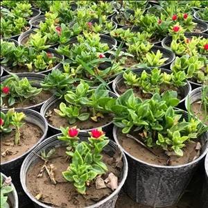 ناز ژاپنی گل قرمز آویز  پک 10 عددی