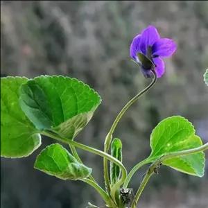 بذر بنفشه معطر 0.2 گرم