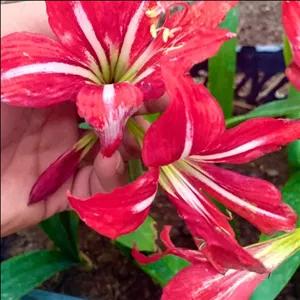 آمارلیس هلندی قرمز