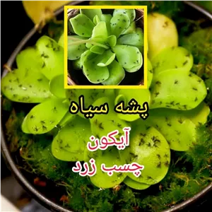 سم آیکون (مخصوص ساس وسوسک و مورچه ،مگس ،پشه،کنه ،عقرب و مارمولک )