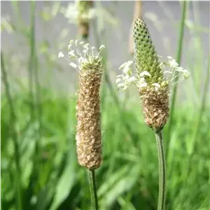 بذر اسفرزه (5 عدد)کد
