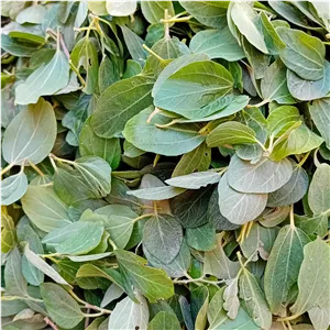 برگ سدر تازه 250گرمی