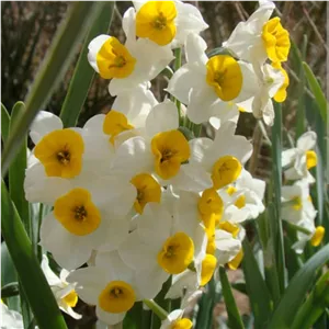 پیاز گل نرگس شهلا ( پک ده عددی )