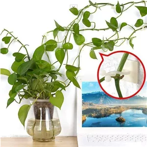 گیره نگهدارنده گل و گیاه رونده پیچی(بسته 10 تایی)گیره پتوس(توضیحات نحوه استفاده به دقت خوانده شود)