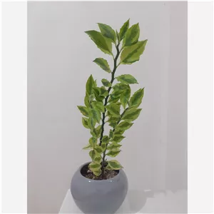 گل طبیعی پدیلانتوس