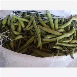 باقلای سبز