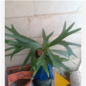گیاه سرخس شاخ گوزنی با نحوه زندگی عجیب پسکرایه