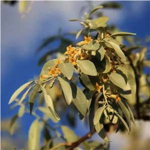 برگ سنجد تازه (50 1000 گرم) جهت تقویت باروری