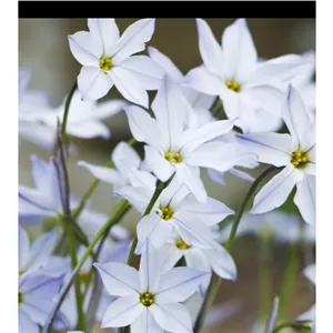 پیاز گل Ipheion(ستاره بهاری) پک سه عددی 