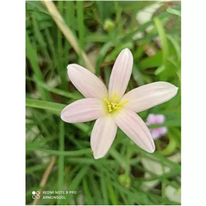 پیاز گل سوسن بارانی کد s24