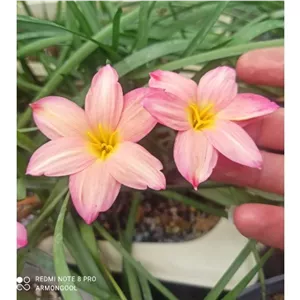 پیاز گل سوسن بارانی کد s3