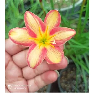 پیاز گل سوسن بارانی ساندی 