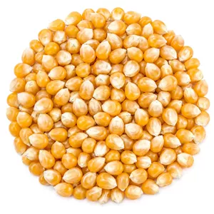 ذرت پاپکورن 500 گرم 