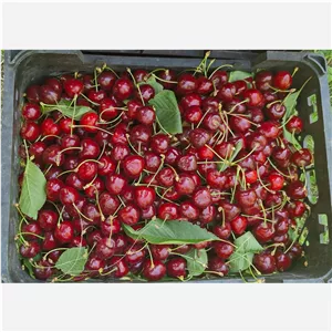 گیلاس ارگانیک وتازه و خوش رنگ