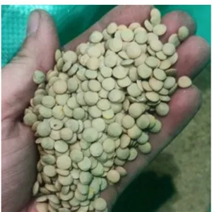 عدس درشت با پخت عالی