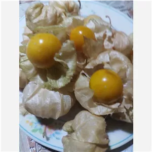 میوه فیسالیس طلایی تازه و ارگانیک(1 کیلو گرم)