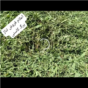 برگ کاسنی 