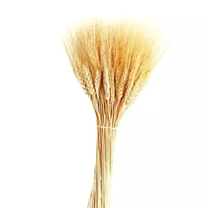 گل خشک خوشه گندم