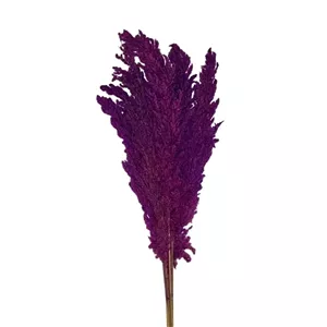 گل خشک پامپاس 1شاخه رنگی