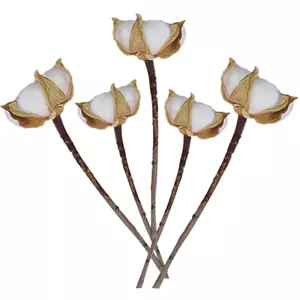 گل خشک پنبه 1شاخه 