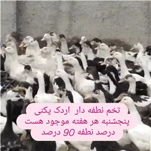 تخم نطفه دار اردک پکنی 