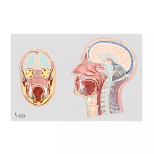 مولاژ مقطع سر انسان در اندازه طبیعی صنایع آموزشی