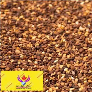 کنجد قهوه ای 100 گرم برند مشرق زمین 
