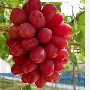 انگور موسکات قرمز