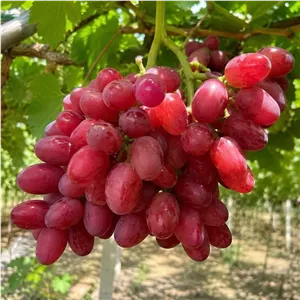 نهال انگور طعم انبه قرمز