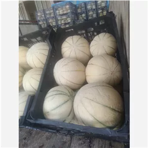 طالبی ورامین و ساوه