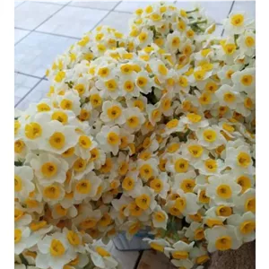 پیاز گل نرگس شهلا شیرازی درجه یک