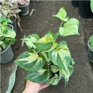 پتوس منجولا پوتوس منجولا کاشته شده در سطل 3