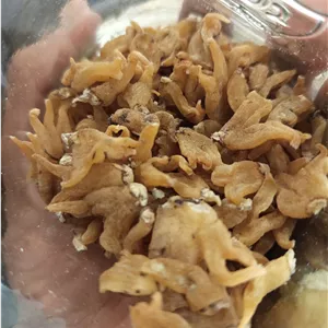 پودر ثعلب سهلاب یا سهلاب پنجه خشک 500گرمی