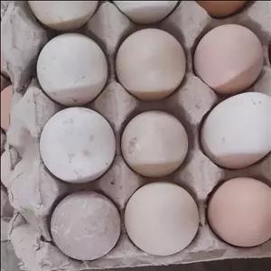 تخم اردک 180 عددی