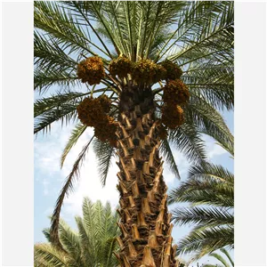 خرما خنیزی شیره دار 1 کیلویی