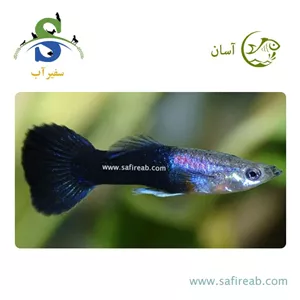 ماهی گوپی بلو هالف بلک