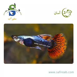 ماهی گوپی دامبو