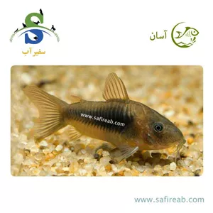 ماهی کوریدوراس برنز